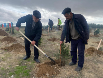 Xəzər rayonunda növbəti ağacəkmə aksiyası keçirilib