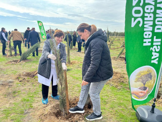 Xəzər rayonunda növbəti ağacəkmə aksiyası keçirilib