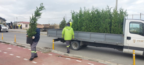 Xəzər rayonunda “Yaşıl dünya naminə həmrəylik ili” çərçivəsində ağacəkmə tədbirləri davam etdirilir