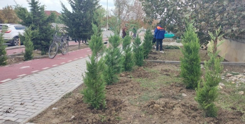 Xəzər rayonunda “Yaşıl dünya naminə həmrəylik ili” çərçivəsində ağacəkmə tədbirləri davam etdirilir