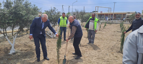 Türkan qəsəbəsində ağacəkmə aksiyası keçirilmişdir