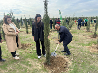 Xəzər rayonunda növbəti ağacəkmə aksiyası keçirilib