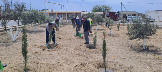 Türkan qəsəbəsində ağacəkmə aksiyası keçirilmişdir