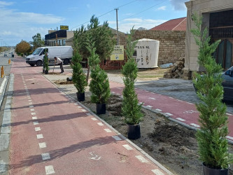 Xəzər rayonunda “Yaşıl dünya naminə həmrəylik ili” çərçivəsində ağacəkmə tədbirləri davam etdirilir