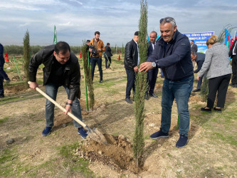 Xəzər rayonunda növbəti ağacəkmə aksiyası keçirilib