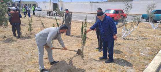 Türkan qəsəbəsində ağacəkmə aksiyası keçirilmişdir