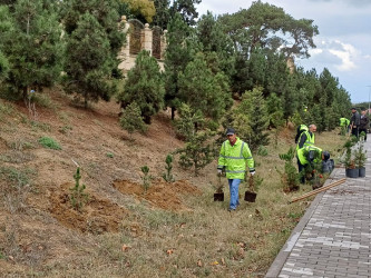 Xəzər rayonunda “Yaşıl dünya naminə həmrəylik ili” çərçivəsində ağacəkmə tədbirləri davam etdirilir