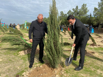 Xəzər rayonunda növbəti ağacəkmə aksiyası keçirilib