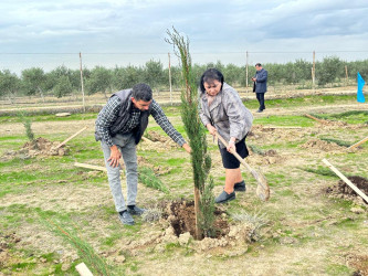 Xəzər rayonunda növbəti ağacəkmə aksiyası keçirilib