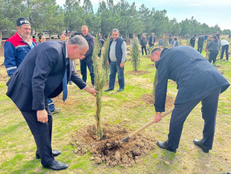 Xəzər rayonunda növbəti ağacəkmə aksiyası keçirilib