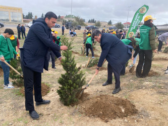 Xəzər rayonunda növbəti ağacəkmə aksiyası keçirilib