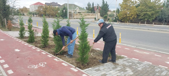 Xəzər rayonunda “Yaşıl dünya naminə həmrəylik ili” çərçivəsində ağacəkmə tədbirləri davam etdirilir