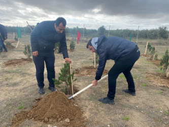 Xəzər rayonunda növbəti ağacəkmə aksiyası keçirilib