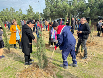 Xəzər rayonunda növbəti ağacəkmə aksiyası keçirilib