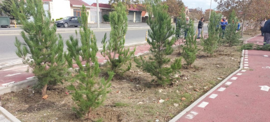 Xəzər rayonunda “Yaşıl dünya naminə həmrəylik ili” çərçivəsində ağacəkmə tədbirləri davam etdirilir