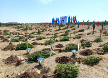 Xəzər rayonunda 27 sentyabr- Anım gününə həsr olunmuş ağacəkmə aksiyası keçirilib
