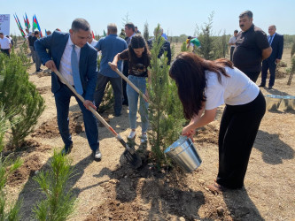 Xəzər rayonunda 27 sentyabr- Anım gününə həsr olunmuş ağacəkmə aksiyası keçirilib