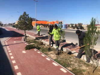 Xəzər rayonunda abadlıq-quruculuq və yaşıllaşdırma işləri davam etdirilir