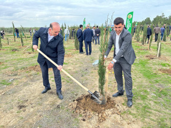 Xəzər rayonunda növbəti ağacəkmə aksiyası keçirilib