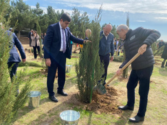 Xəzər rayonunda növbəti ağacəkmə aksiyası keçirilib