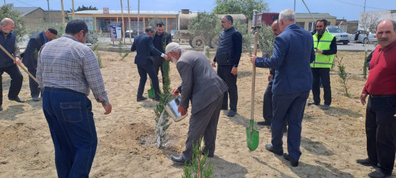 Türkan qəsəbəsində ağacəkmə aksiyası keçirilmişdir