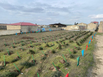 2024-2025-ci il tədbirlər